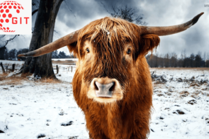 Highland Cow