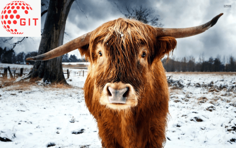 Highland Cow