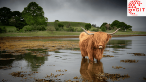 Highland Cow