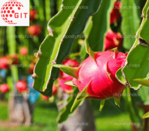 Dragon Fruit Plant